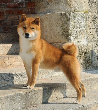 Shiba Inu